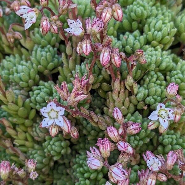 Sedum hirsutum Kukka