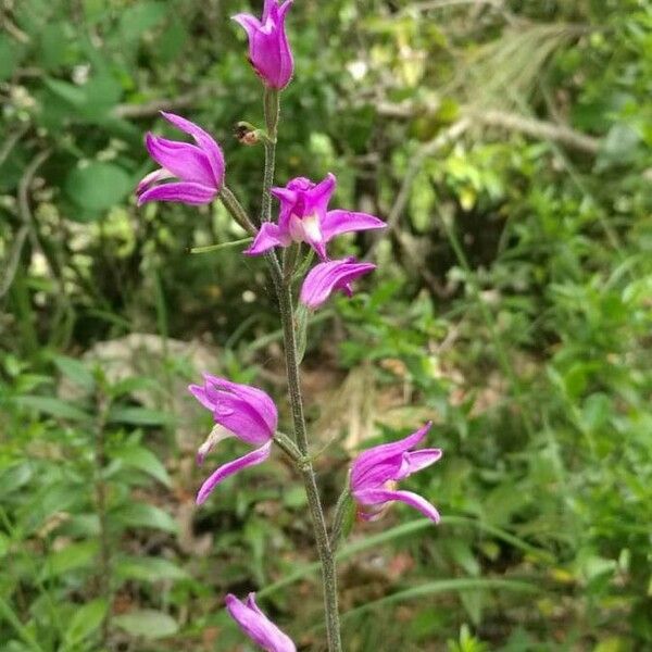 Cephalanthera rubra Kukka