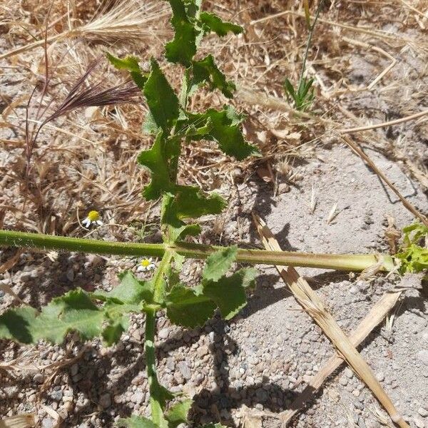 Opopanax chironium Lapas