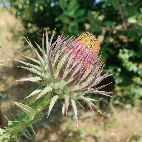 Onopordum tauricum Flower