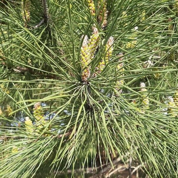 Pinus pinaster Blad