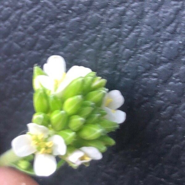 Turritis glabra Blomst