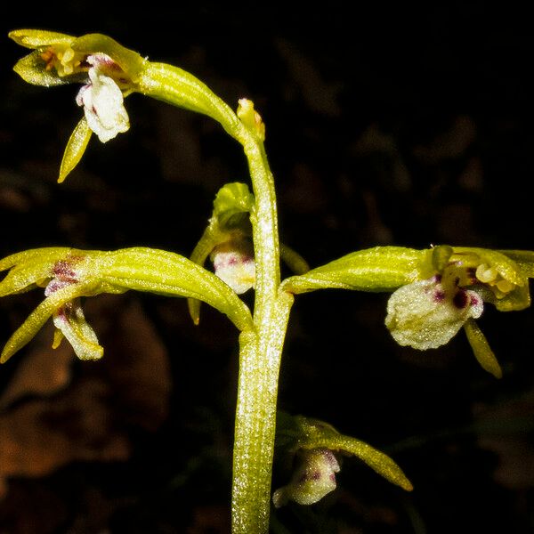 Corallorhiza trifida Cvet