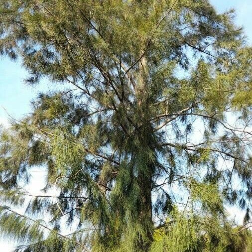 Casuarina cunninghamiana Habit