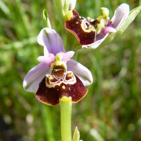 Ophrys holosericea Flower