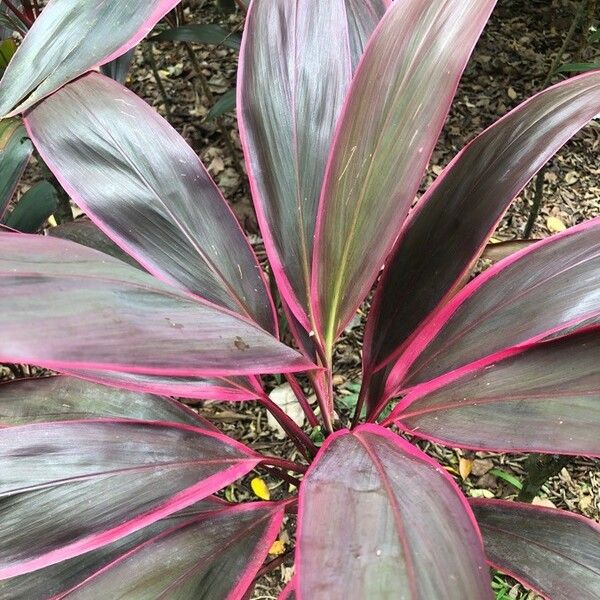 Cordyline fruticosa ᱥᱟᱠᱟᱢ