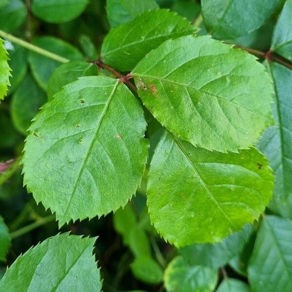 Rosa rubiginosa Leaf