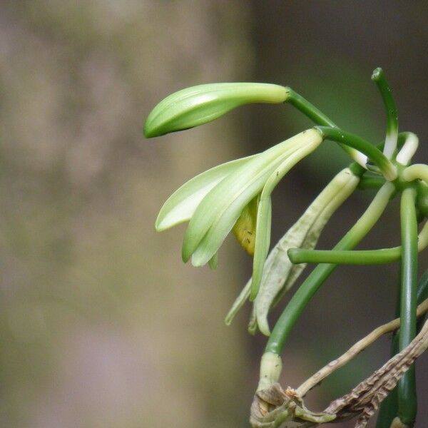 Vanilla planifolia ফুল