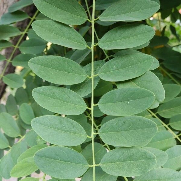 Robinia viscosa Blad