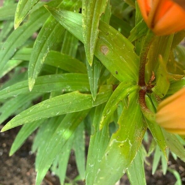 Lilium bulbiferum Leaf