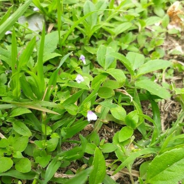 Lindernia dubia Flower