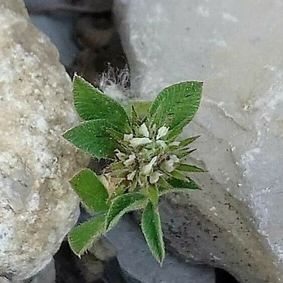 Trifolium glomeratum Кветка