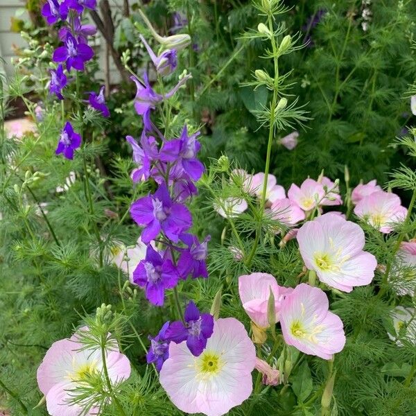 Delphinium ajacis Žiedas