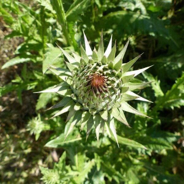 Onopordum tauricum Flors