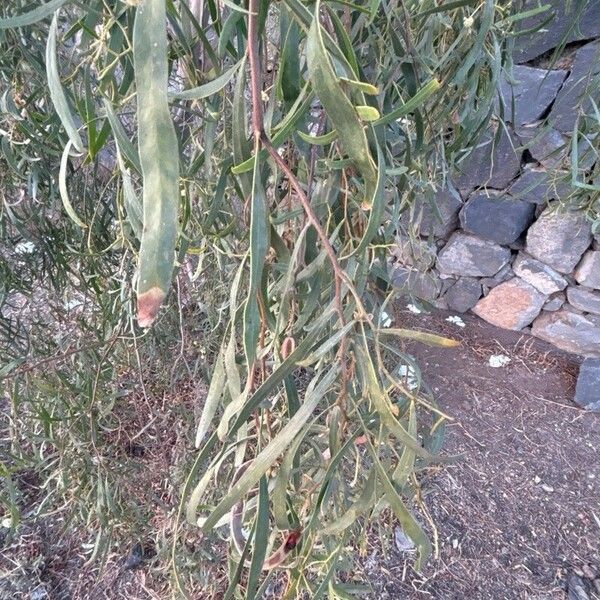 Acacia salicina 葉