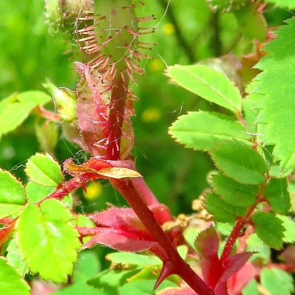 Rosa spinosissima പുഷ്പം