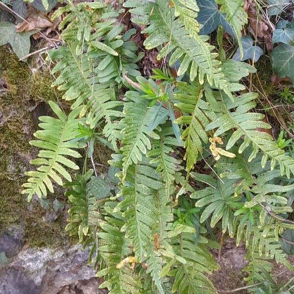 Polypodium vulgare Hábito