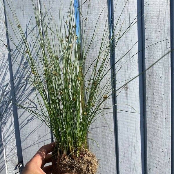 Juncus filiformis Celota