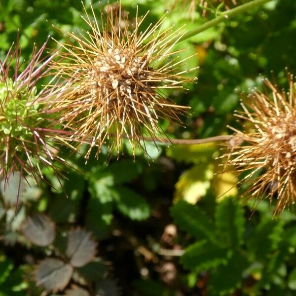 Acaena novae-zelandiae Frukt