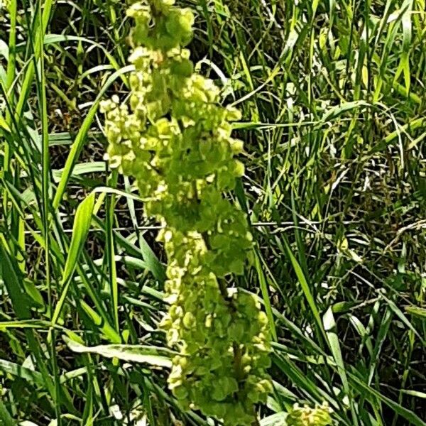 Rumex longifolius Fruto