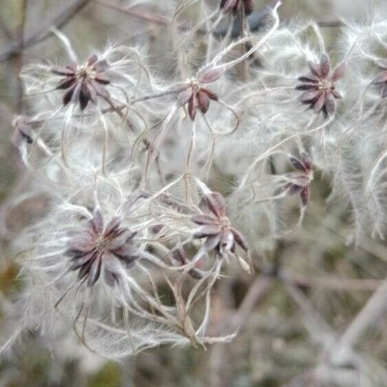 Clematis vitalba 果