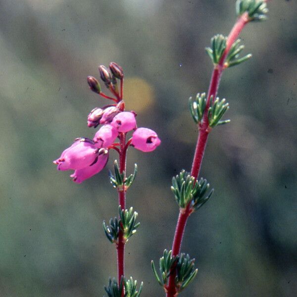 Erica cinerea Flor