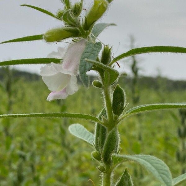 Sesamum indicum Fleur