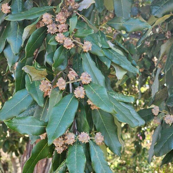 Syncarpia glomulifera Φύλλο