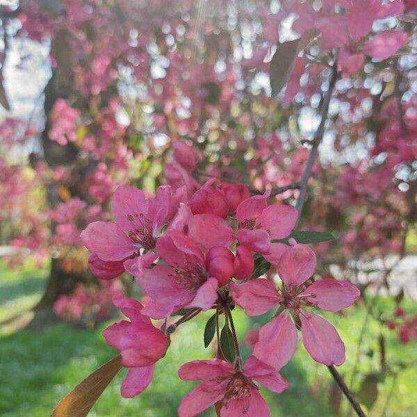 Malus × floribunda Blüte