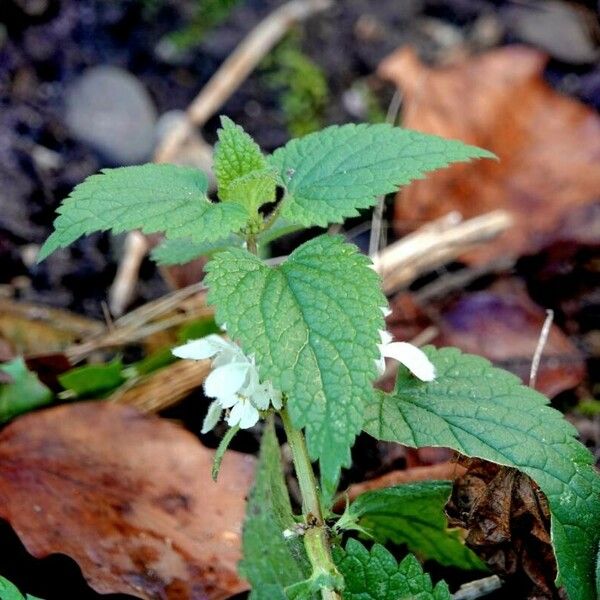 Lamium album Folio