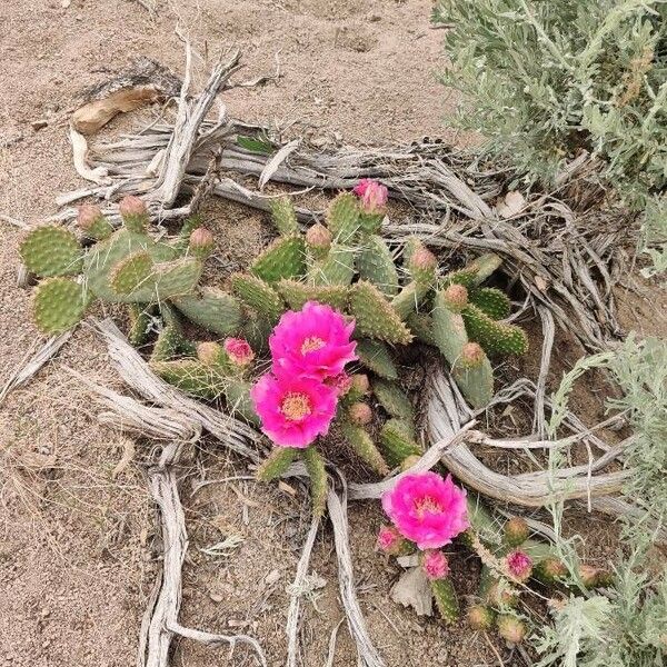 Opuntia polyacantha Květ