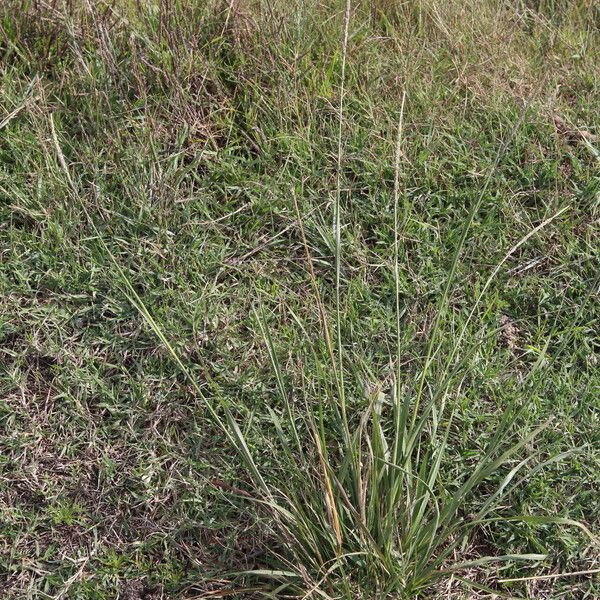 Sporobolus indicus Flower