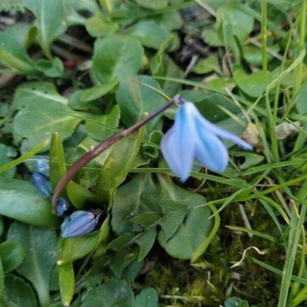 Scilla siberica Cvet