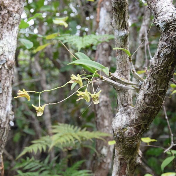 Dendrobium poissonianum বাকল