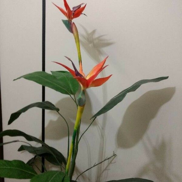 Strelitzia reginae Floare