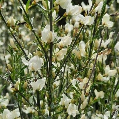 Cytisus multiflorus Flower