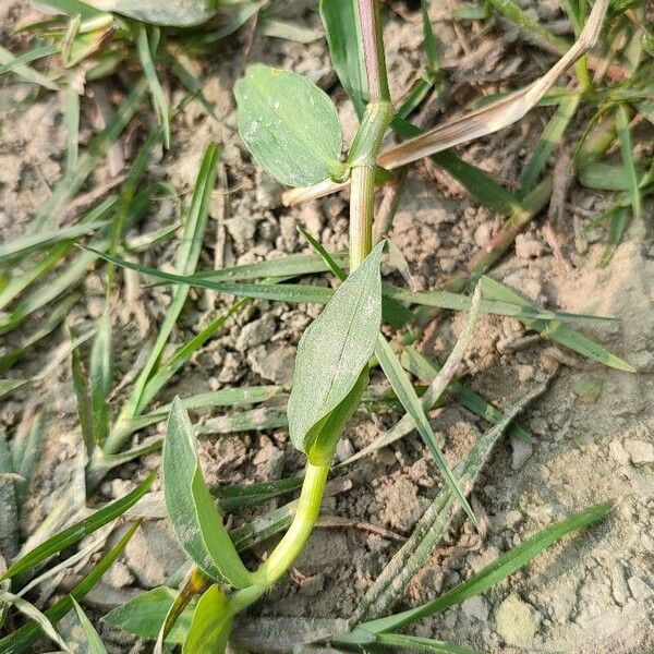 Commelina diffusa Other