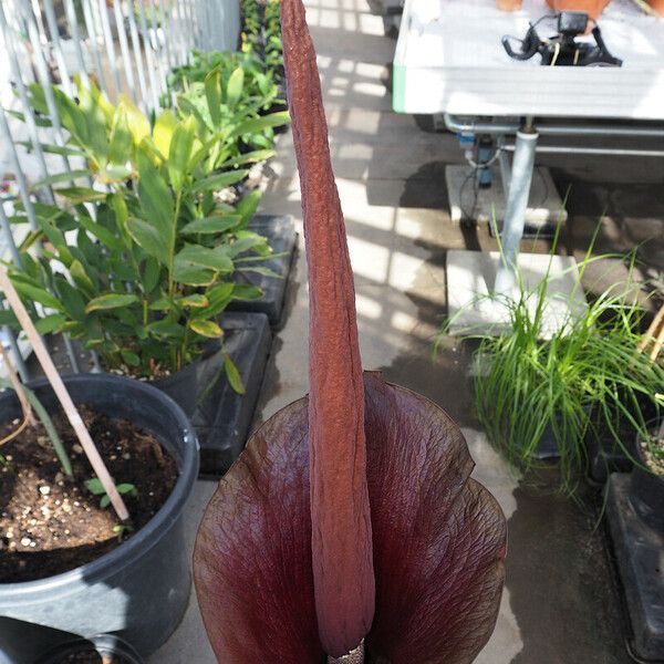 Amorphophallus konjac Flower