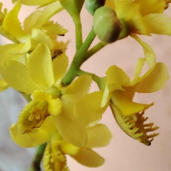 Oncidium baueri Flor