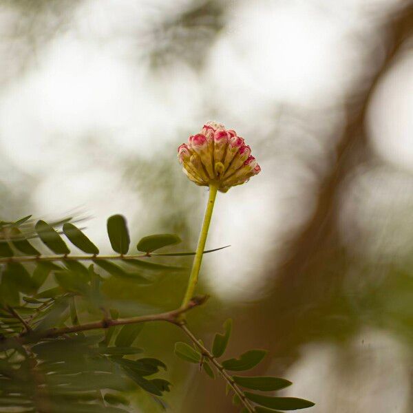 Calliandra surinamensis Floare