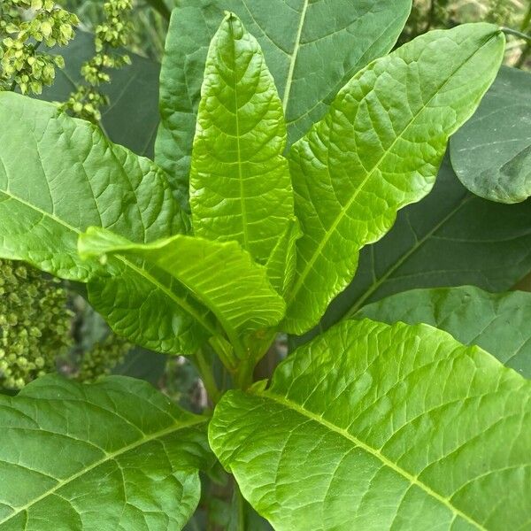 Rumex longifolius Лист