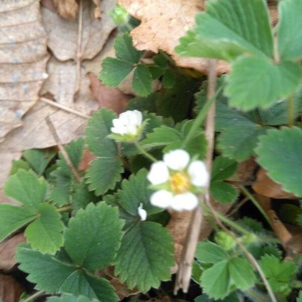 Potentilla pedata ফুল