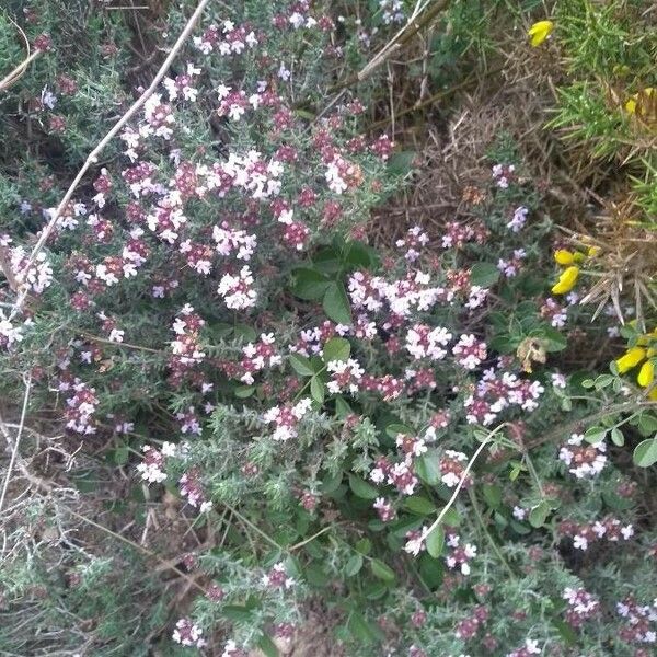 Thymus vulgaris Flower