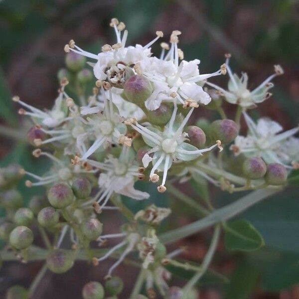 Lawsonia inermis Квітка