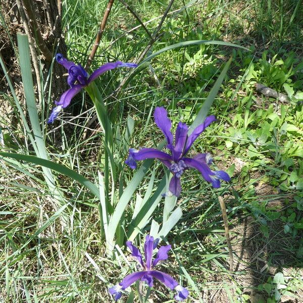 Iris spuria Kora