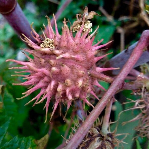 Ricinus communis ഫലം