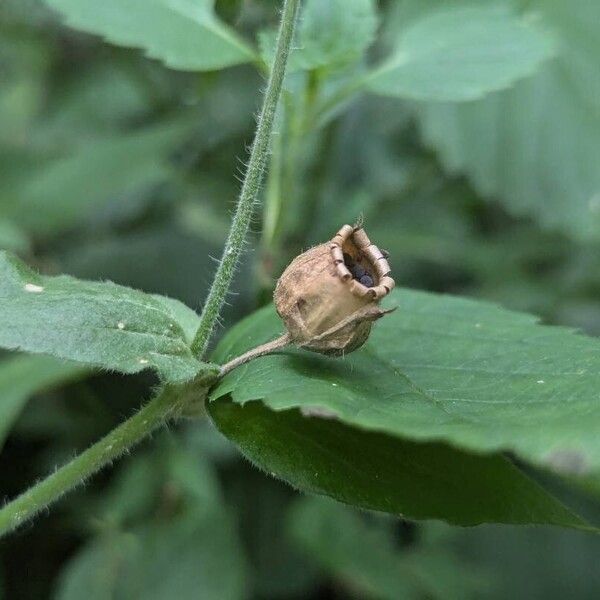 Silene pendula Fruit