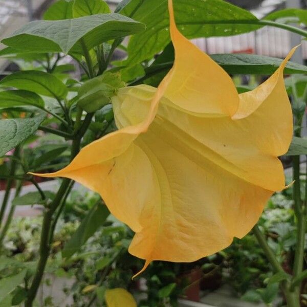 Brugmansia × candida ᱵᱟᱦᱟ