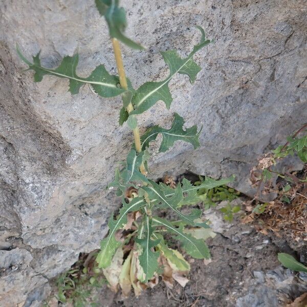 Lactuca serriola 葉