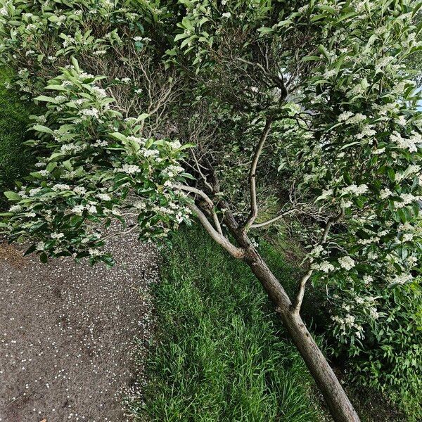 Crataegus crus-galli Tervik taim